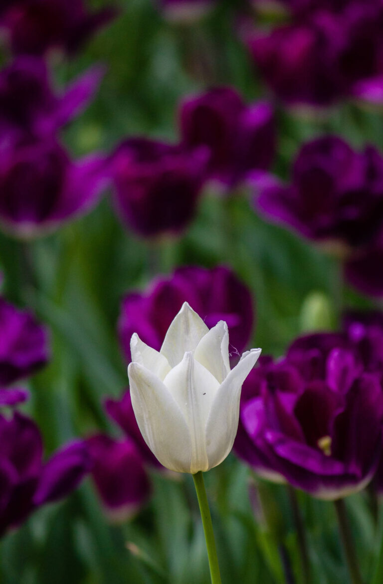 A single white tulip in the foreground standing out against a collection of deep purple tulips
